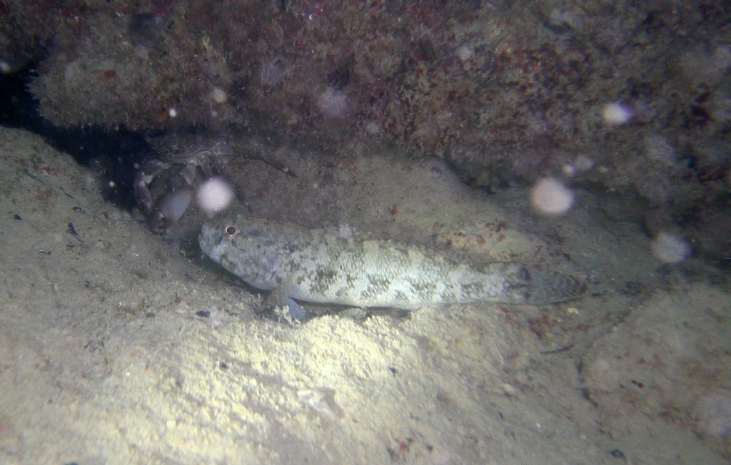 Gobius paganellus